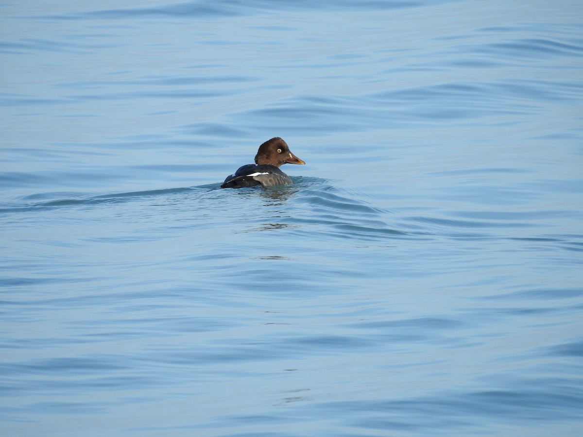 Common Goldeneye - ML647090607