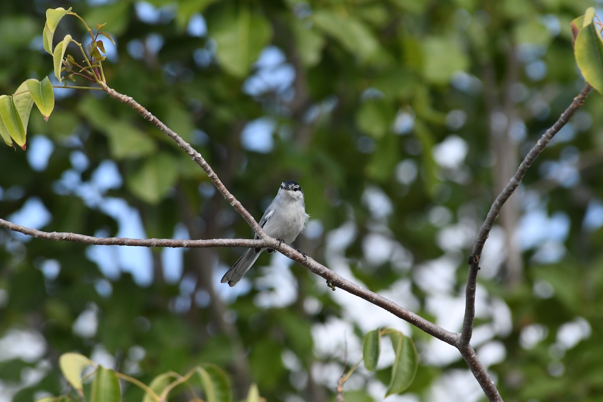 leskot yukatanský - ML647090620