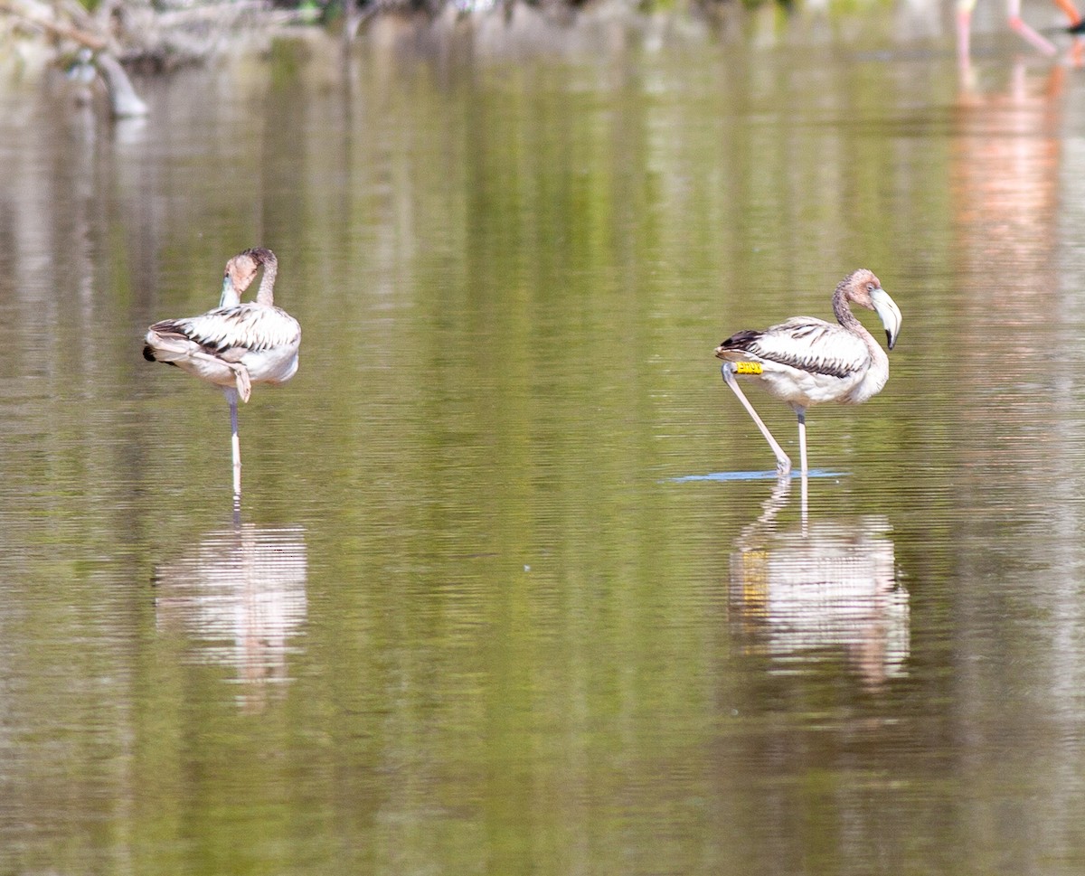 American Flamingo - ML647090627