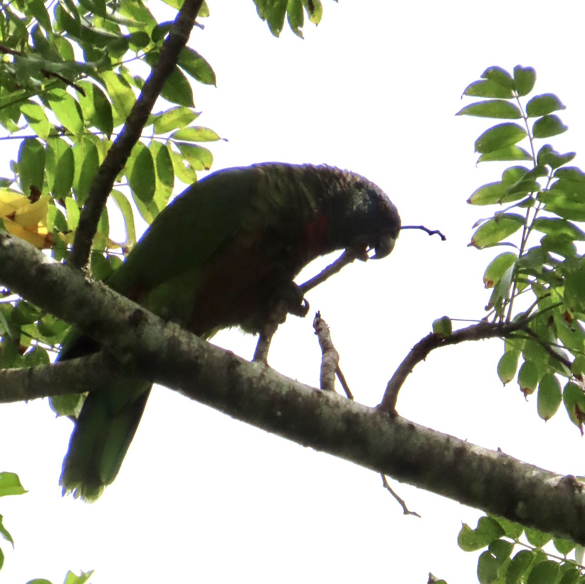 St. Lucia Amazon - ML647090634