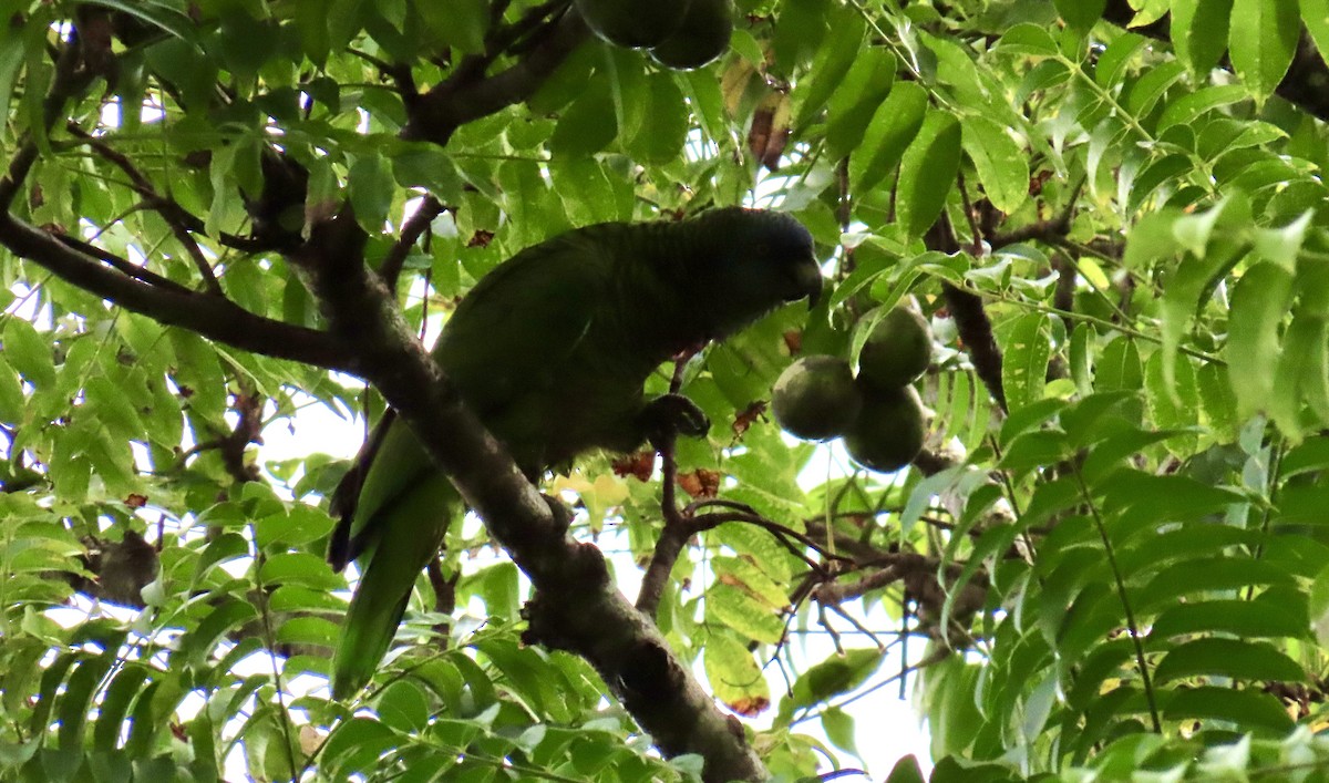 St. Lucia Amazon - ML647090635