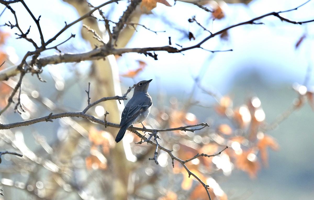 Townsend's Solitaire - ML647090643
