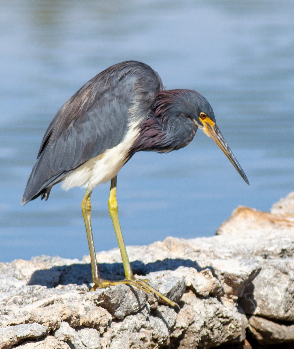Tricolored Heron - ML647090644