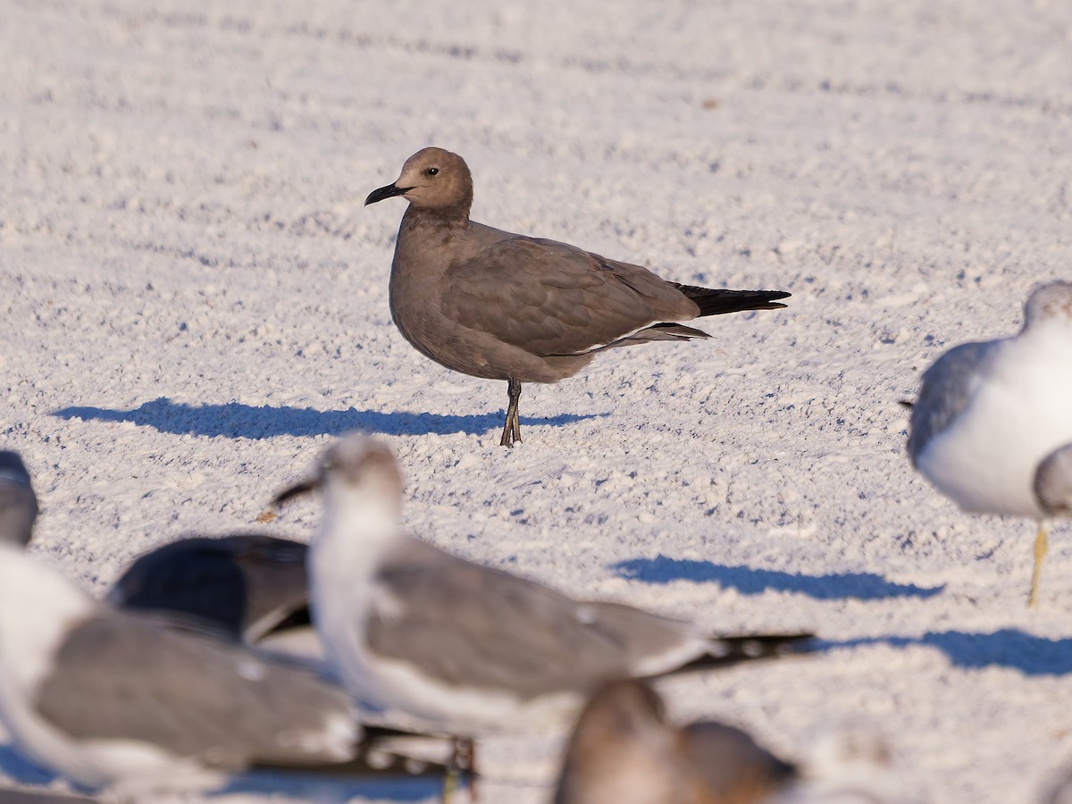 ハイイロカモメ - ML647090662