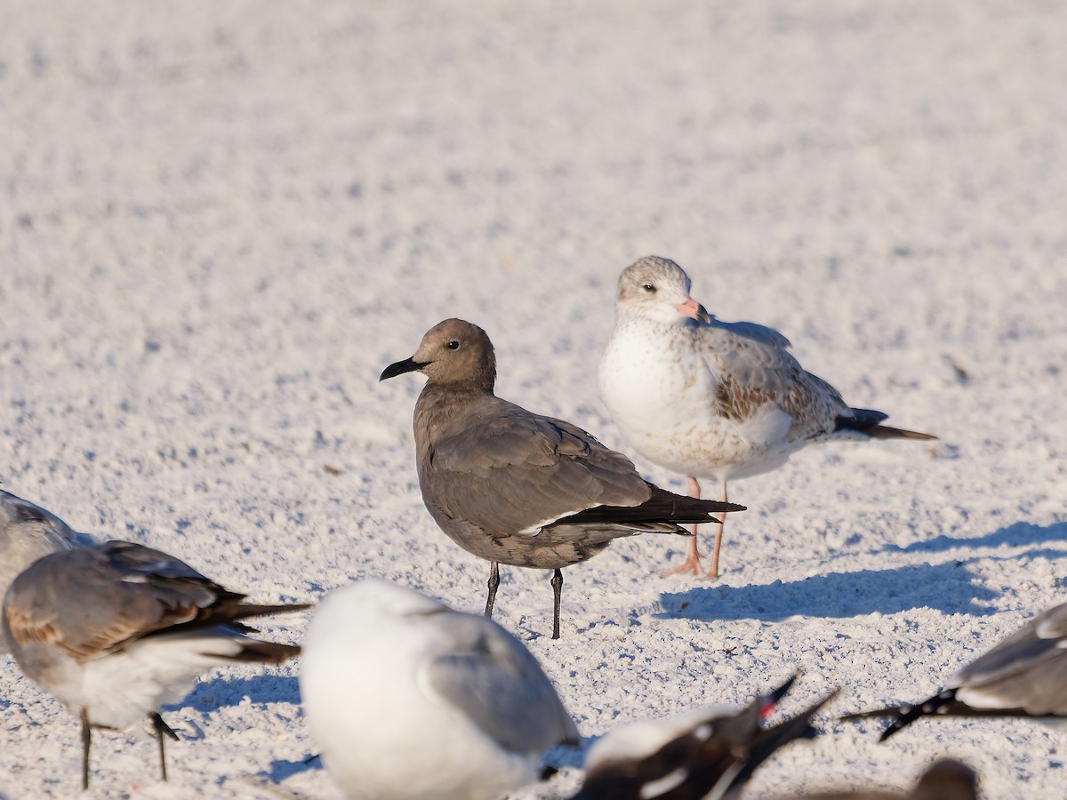 ハイイロカモメ - ML647090663