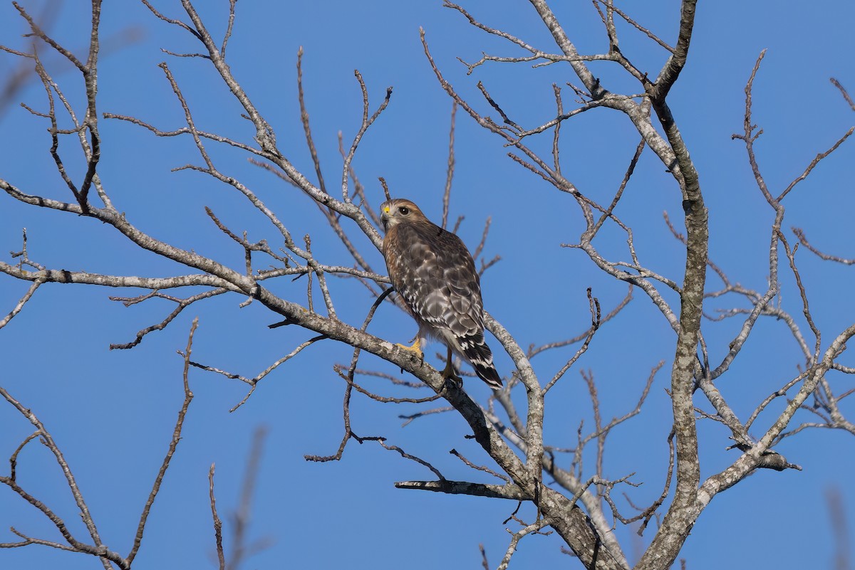 Red-shouldered Hawk - ML647090664
