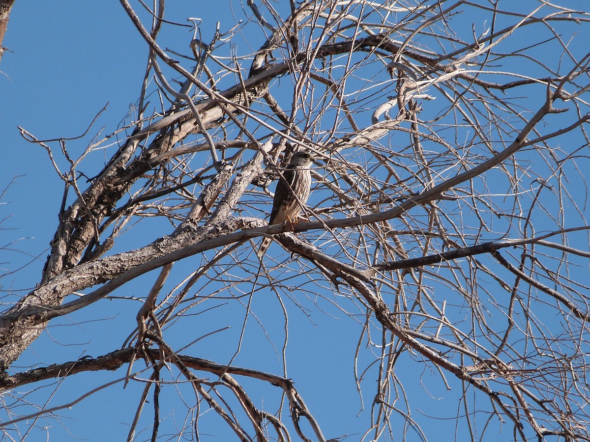 Merlin - ML647090668