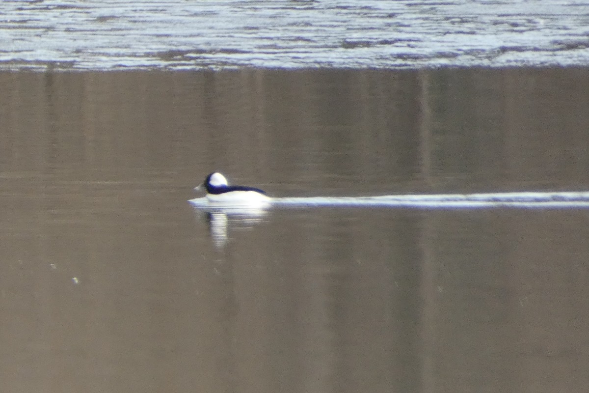 hohol bělavý - ML647090671