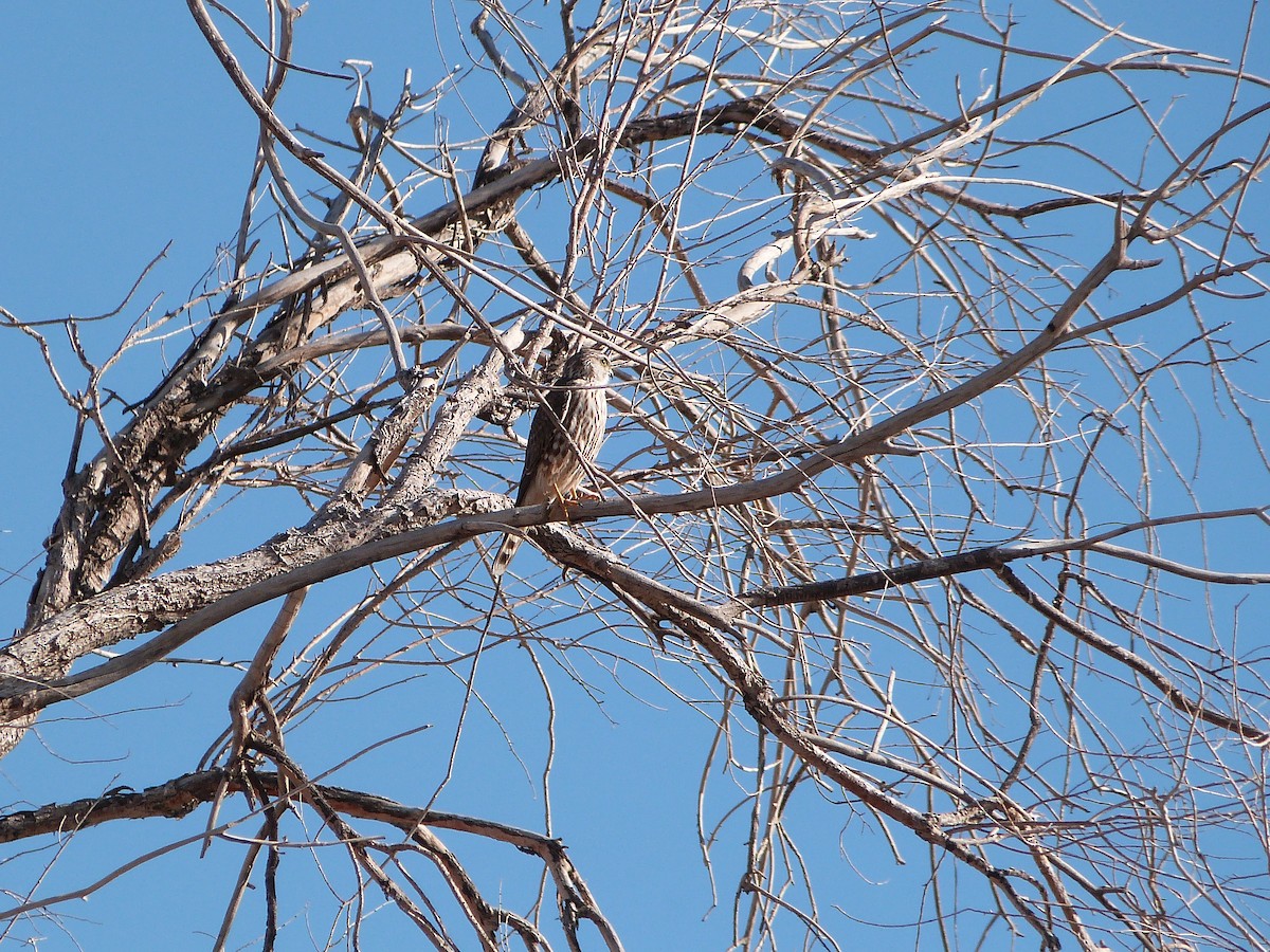 Merlin - ML647090680