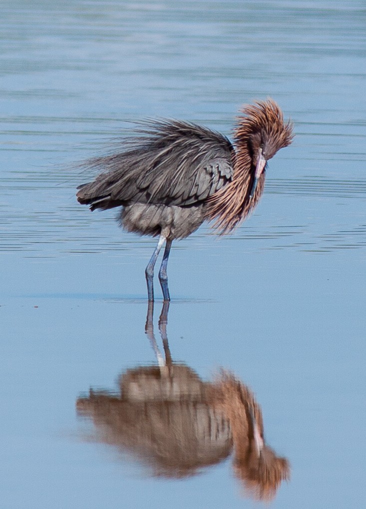 Reddish Egret - ML647090687