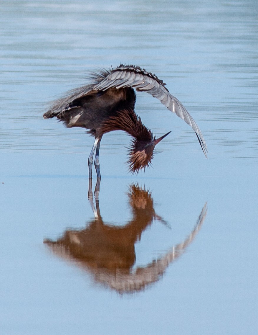 Reddish Egret - ML647090688