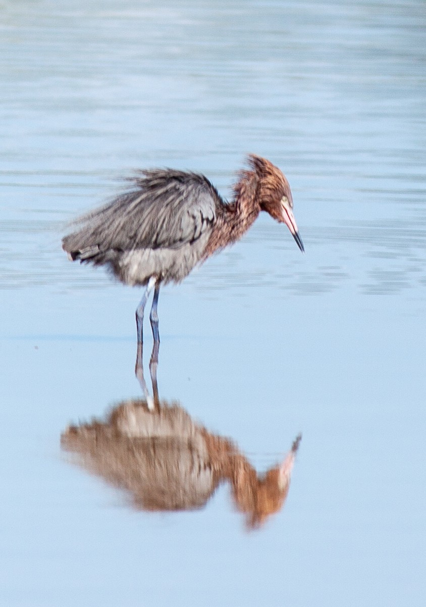 Reddish Egret - ML647090689