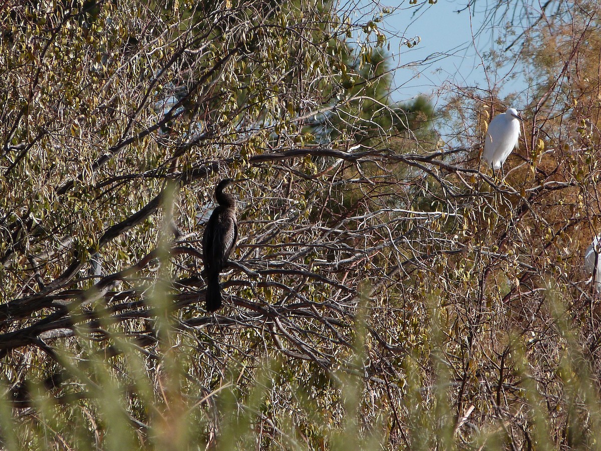 Anhinga - ML647090702