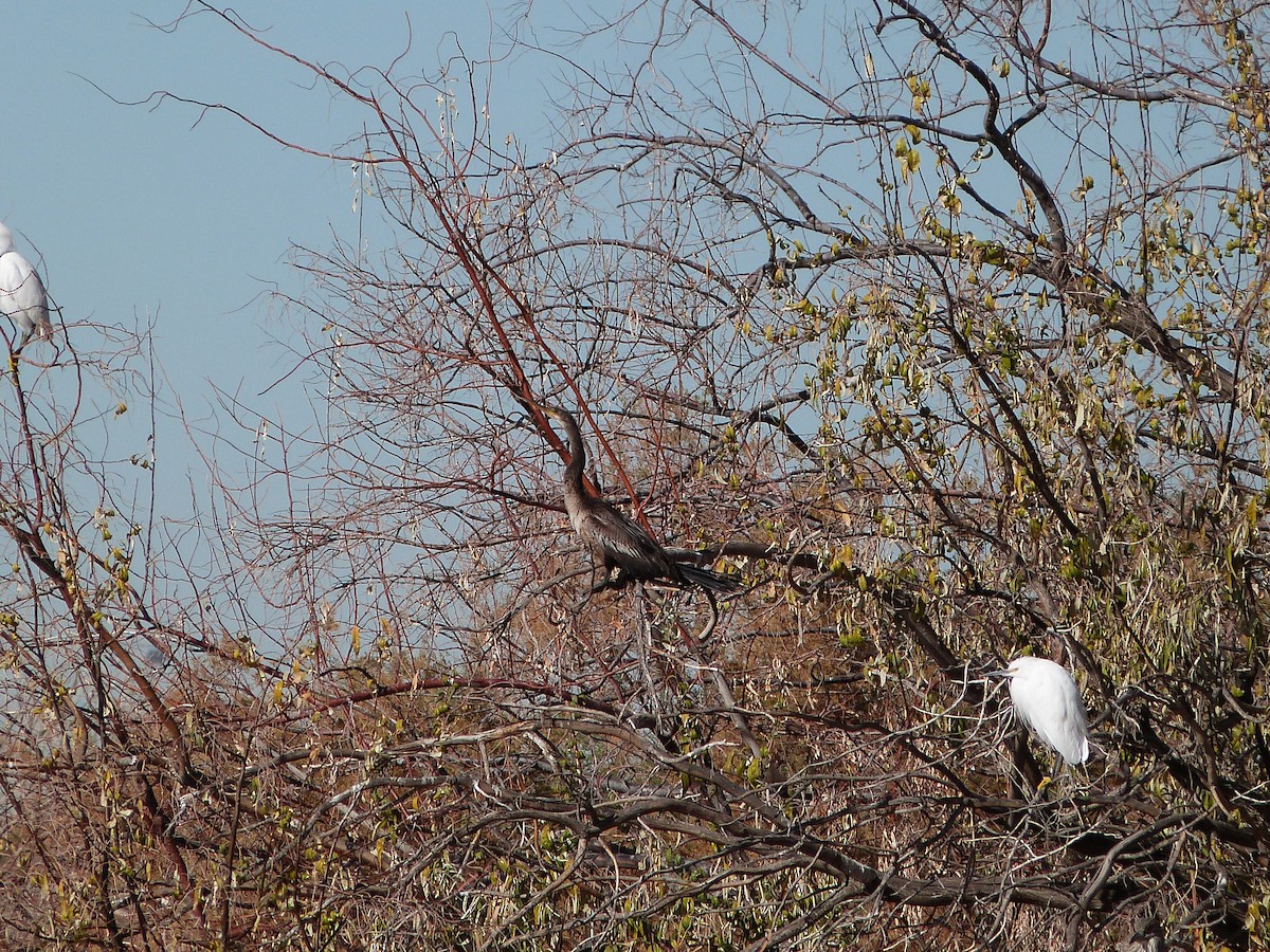 Anhinga - ML647090705