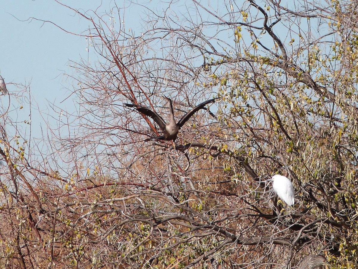 Anhinga - ML647090708