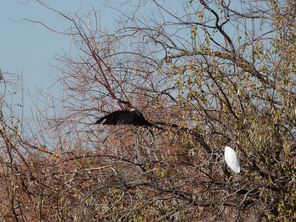 Anhinga - ML647090710