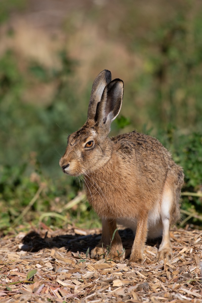 Brown Hare - ML647090711