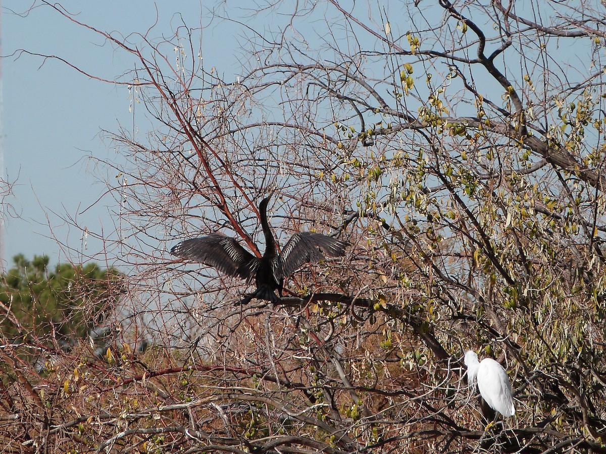 Anhinga - ML647090712