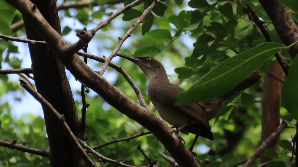 Gray Trembler - ML647090714