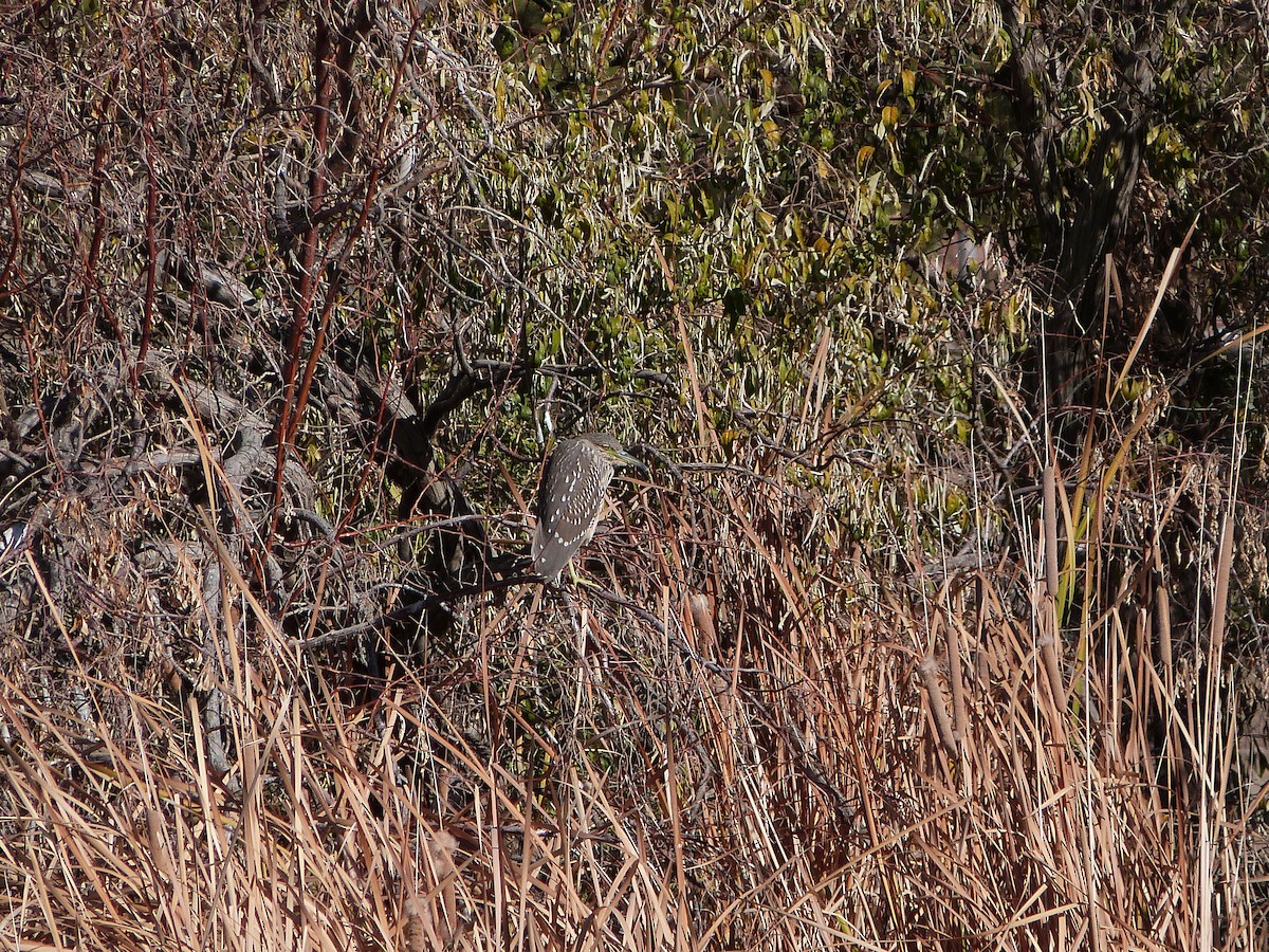 Black-crowned Night Heron - ML647090718