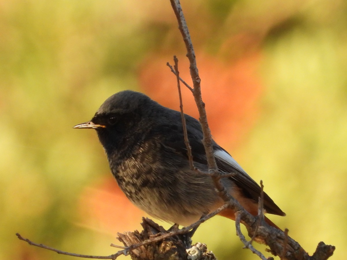 Kara Kızılkuyruk - ML647090720