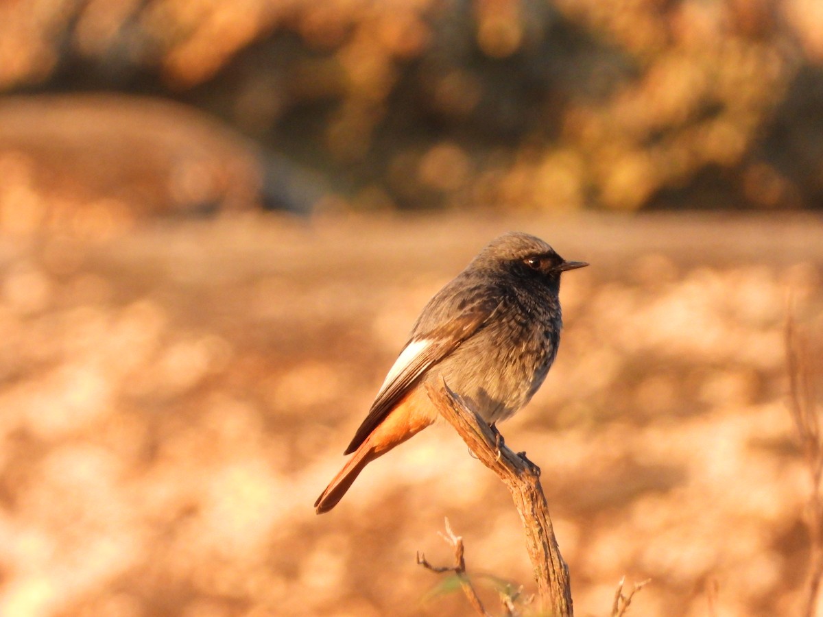 Kara Kızılkuyruk - ML647090721