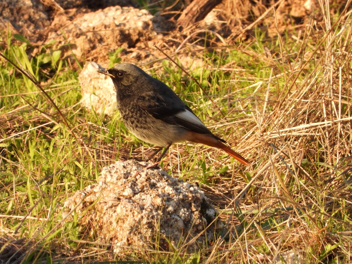 Kara Kızılkuyruk - ML647090722