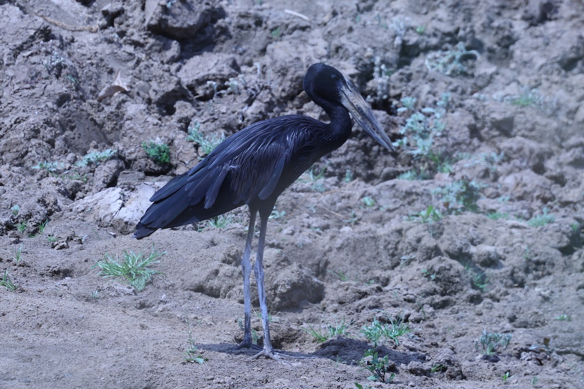 クロスキハシコウ - ML647090724