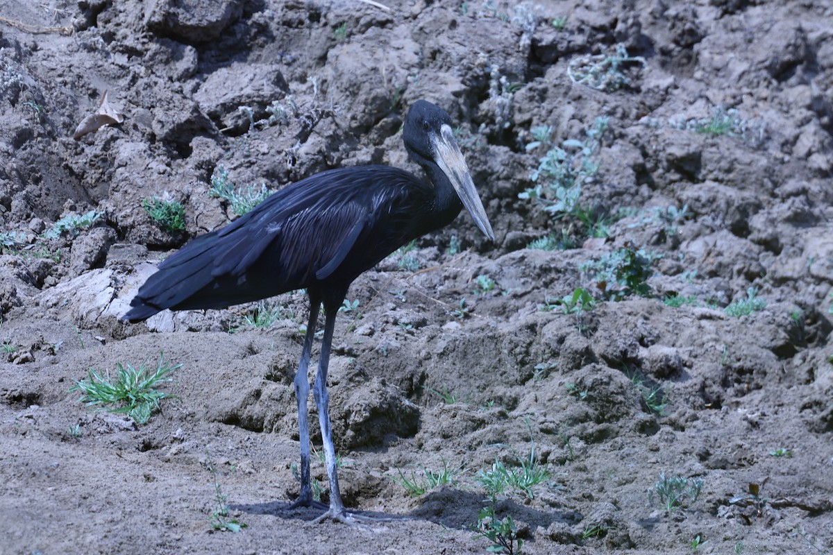 クロスキハシコウ - ML647090725