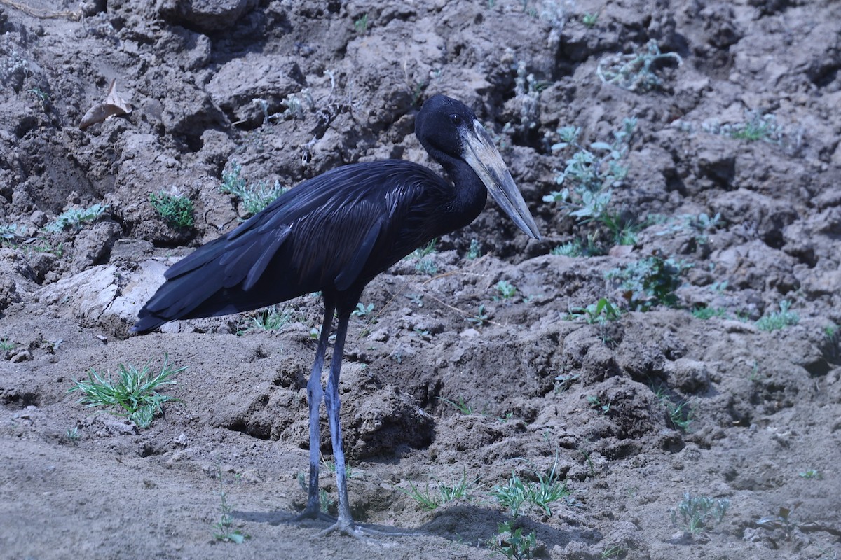 クロスキハシコウ - ML647090726