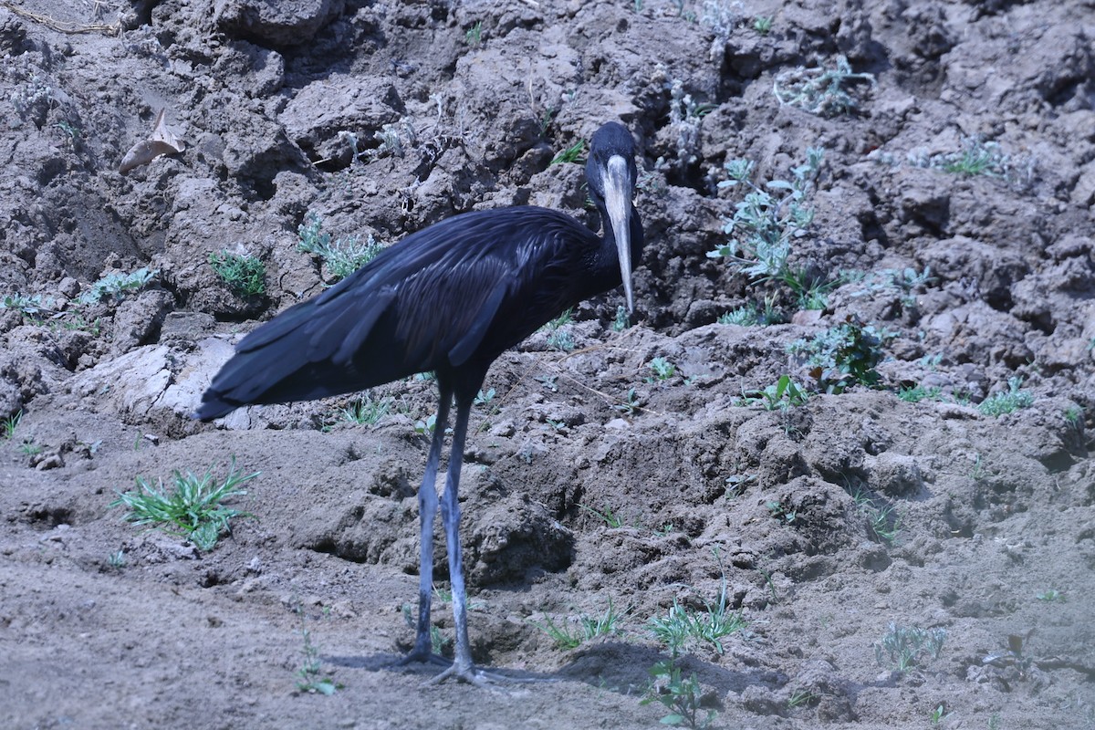 クロスキハシコウ - ML647090727