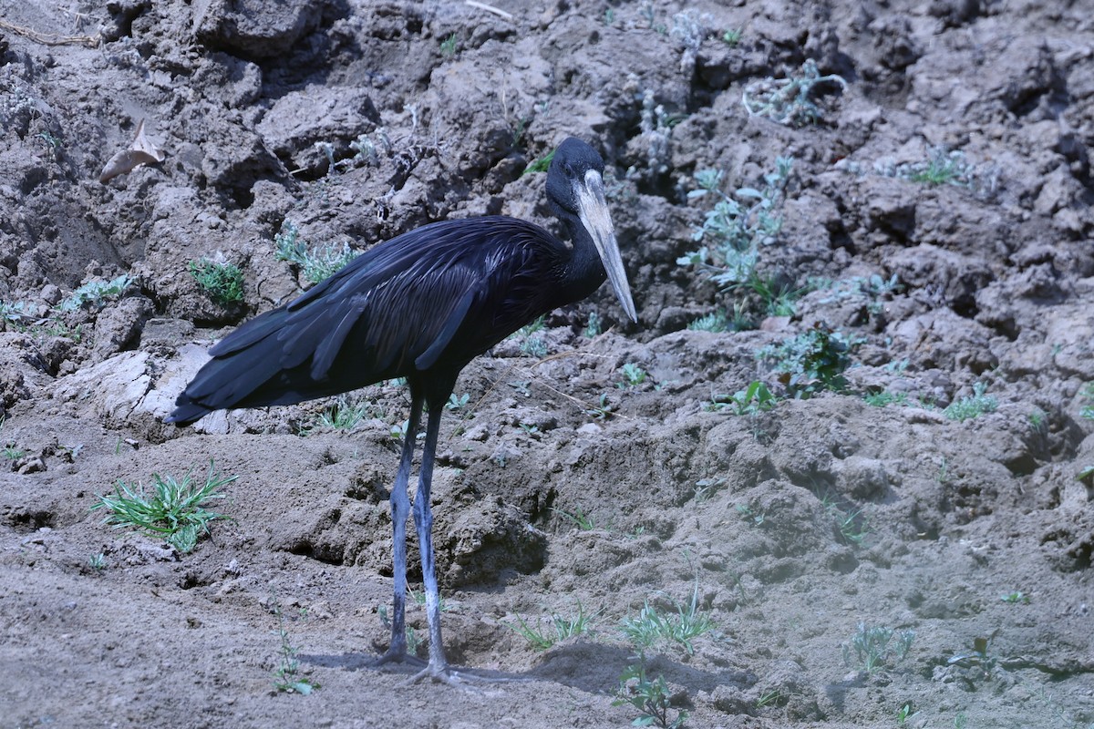 クロスキハシコウ - ML647090728