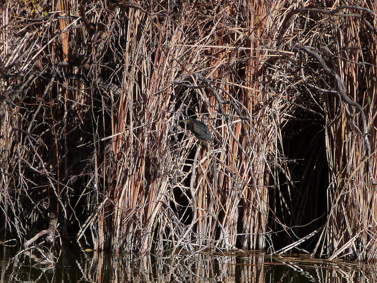 Green Heron - ML647090730