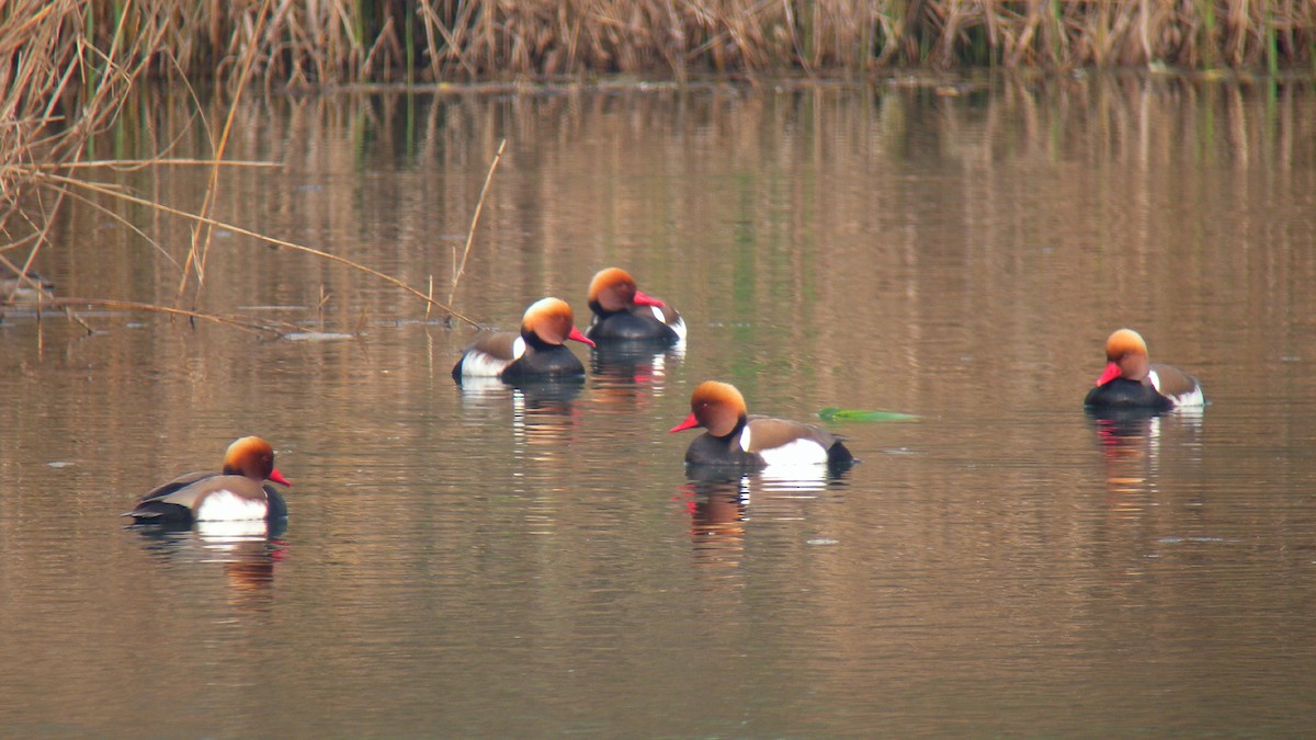 Red-crested Pochard - ML647090735