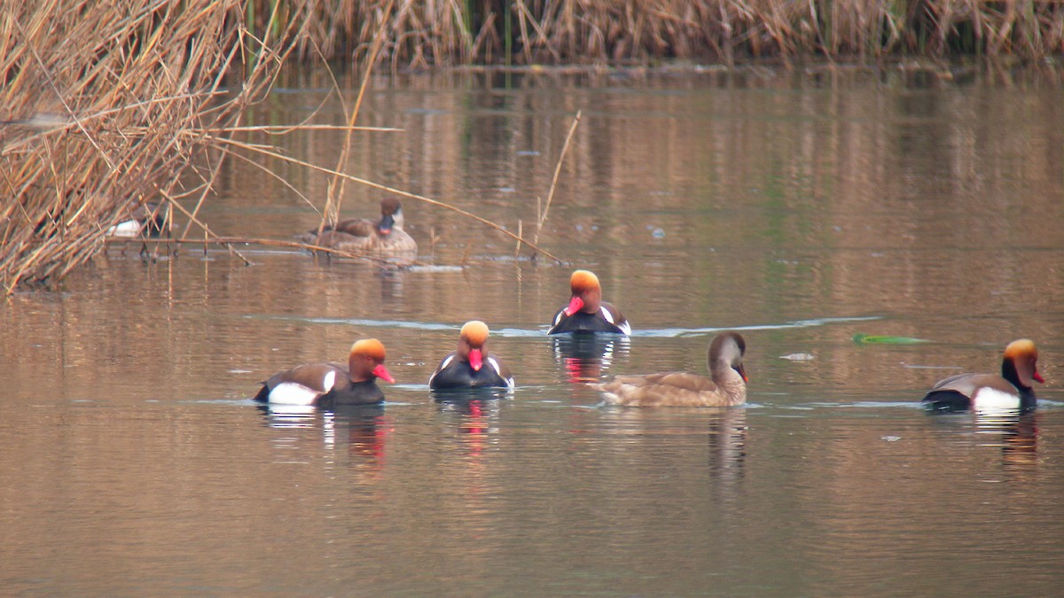 Red-crested Pochard - ML647090736