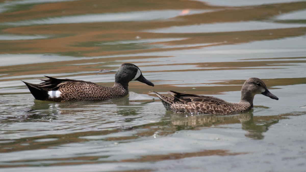 Blue-winged Teal - ML647090737