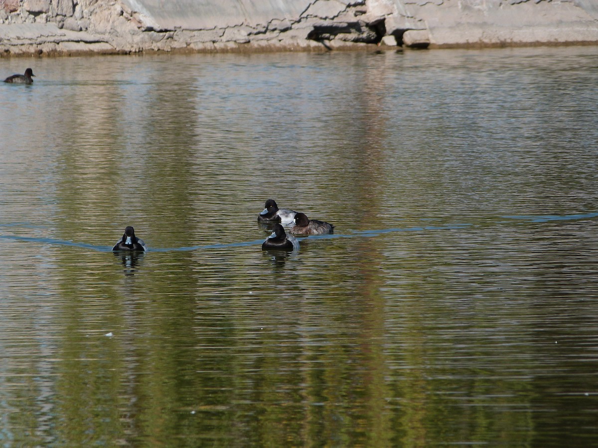 Greater Scaup - ML647090740
