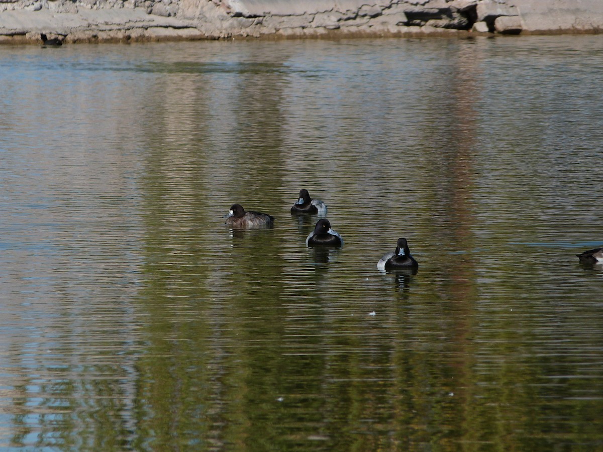 Greater Scaup - ML647090741
