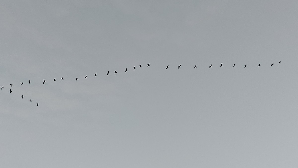 Great Cormorant - ML647090742