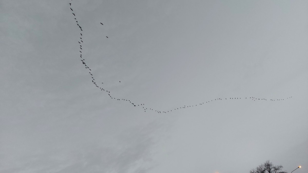 Great Cormorant - ML647090743