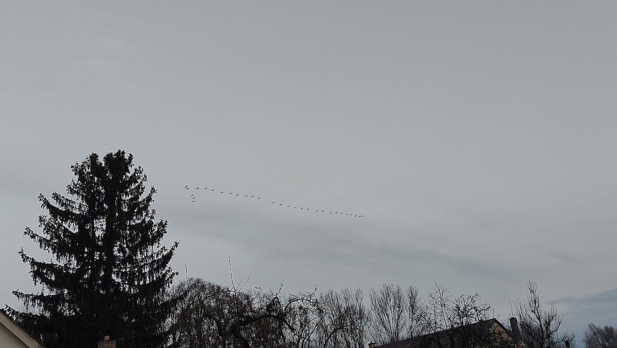 Great Cormorant - ML647090744