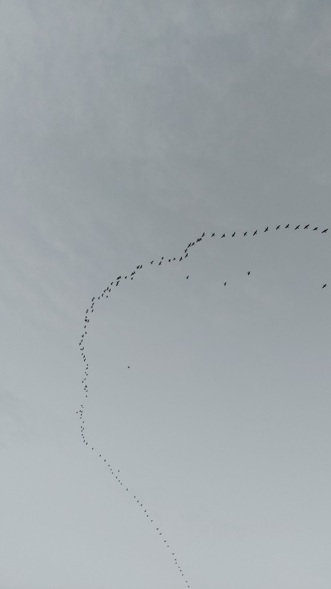 Great Cormorant - ML647090745