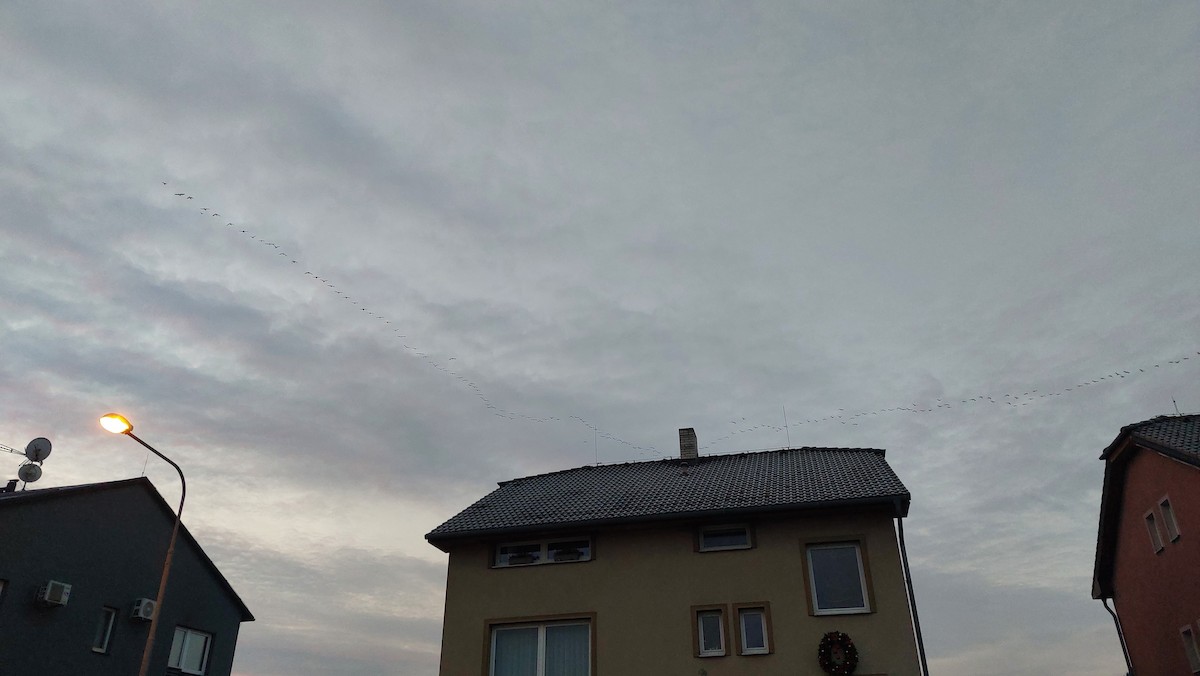 Great Cormorant - ML647090746