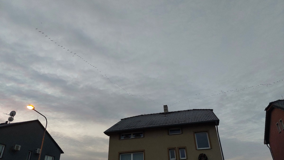 Great Cormorant - ML647090748