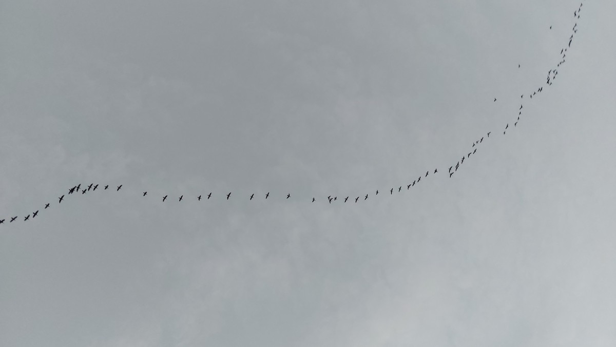 Great Cormorant - ML647090749