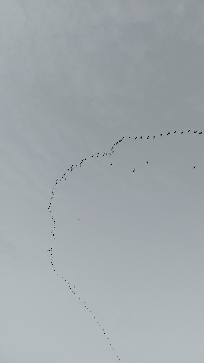 Great Cormorant - ML647090750