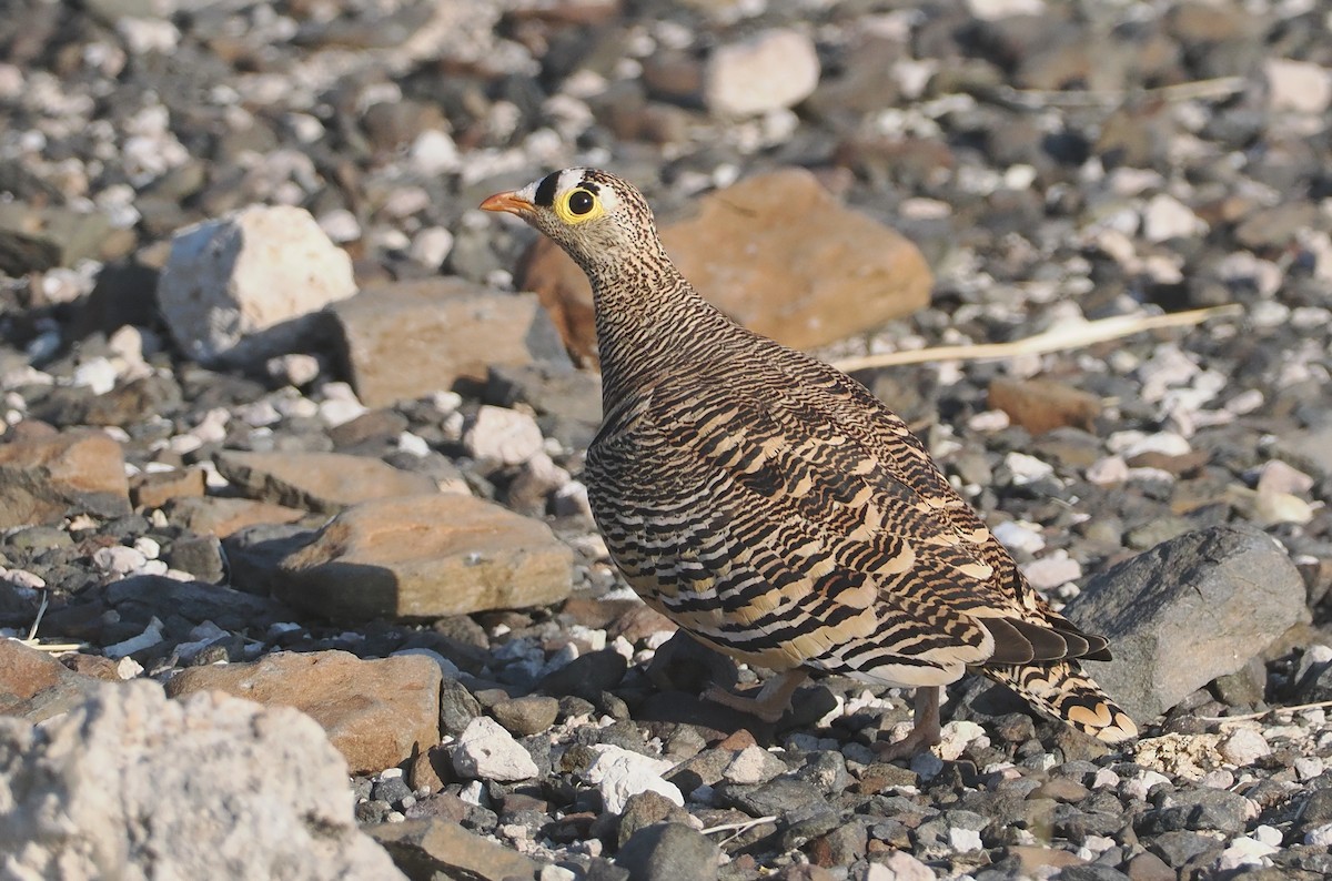 Lichtenstein's Sandgrouse - ML647090751