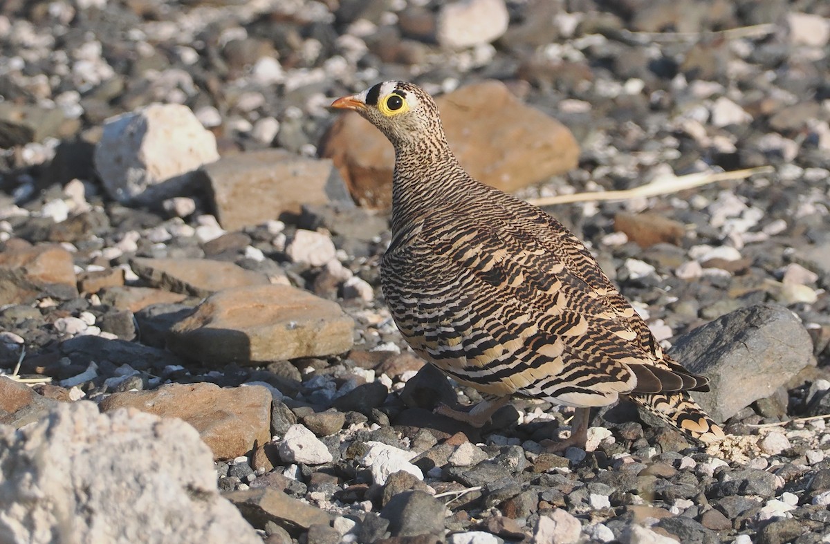 Lichtenstein's Sandgrouse - ML647090752
