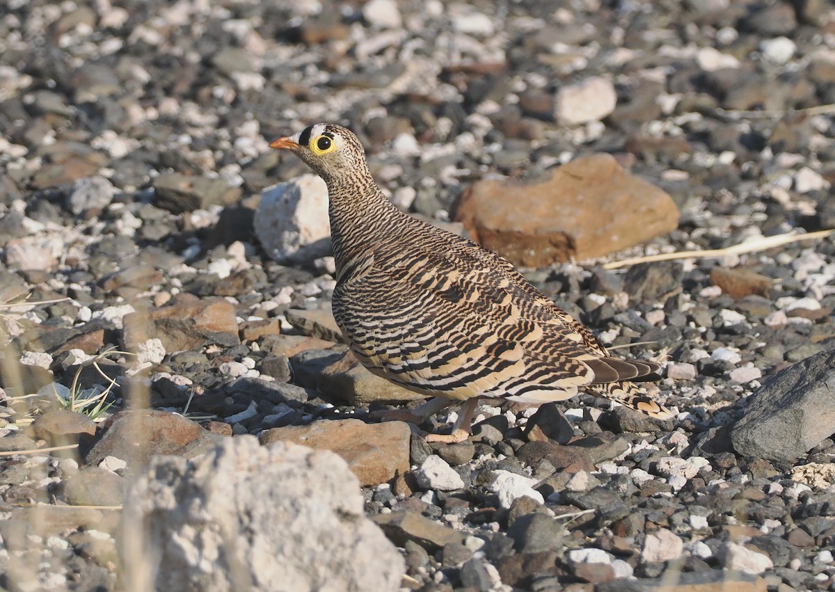 Lichtenstein's Sandgrouse - ML647090753