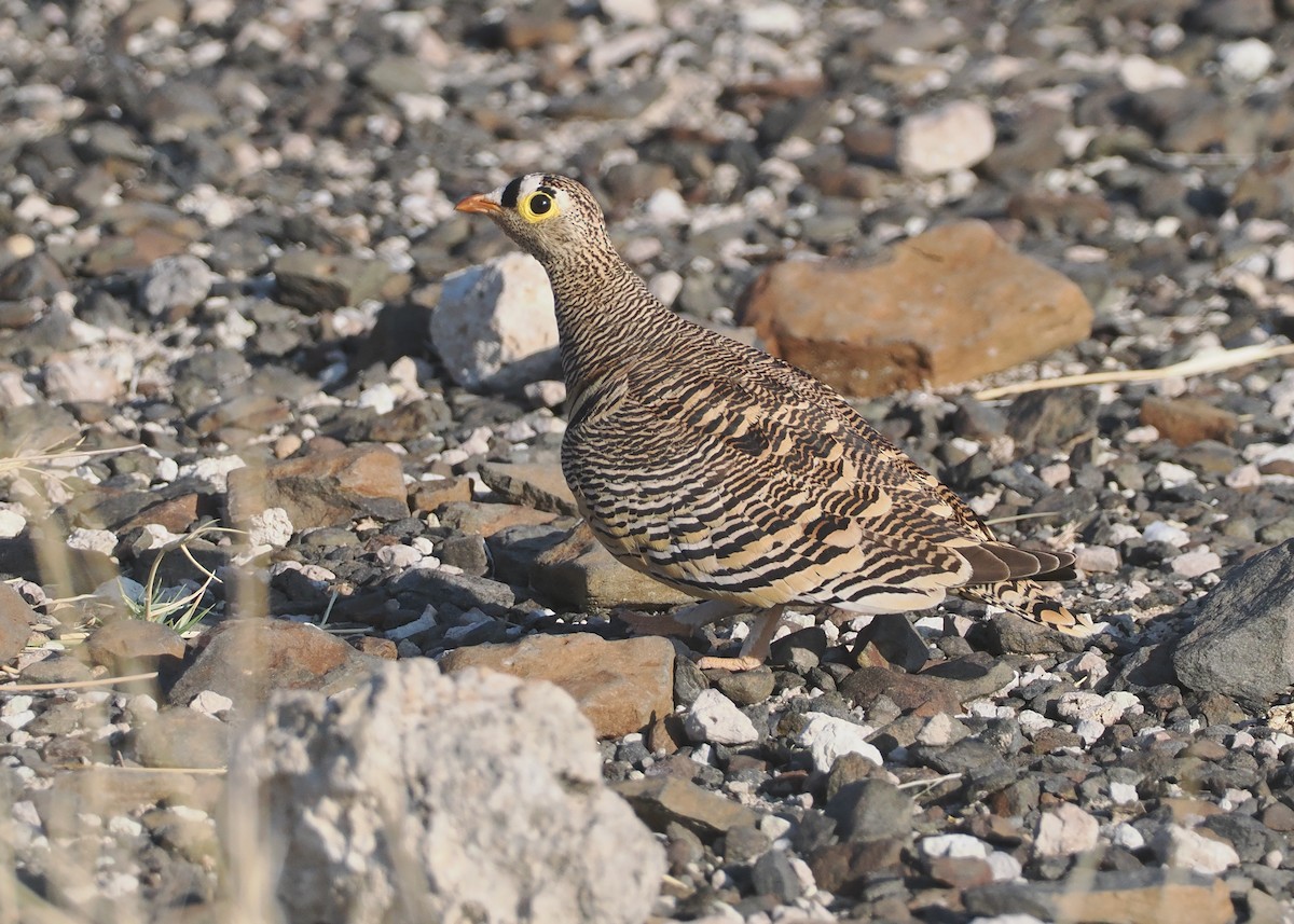 Lichtenstein's Sandgrouse - ML647090754
